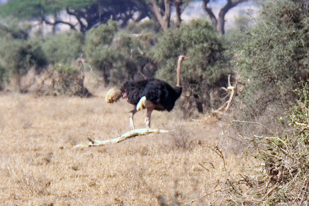 Kenia (133).jpg